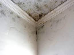 Best Real Estate Mold Inspection  in Troy, NC